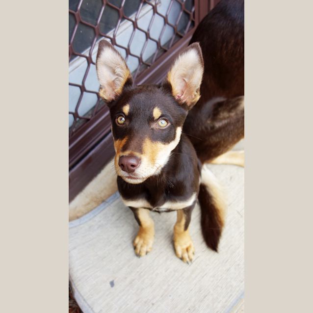 Photo of Cupcake (Now Sunny)