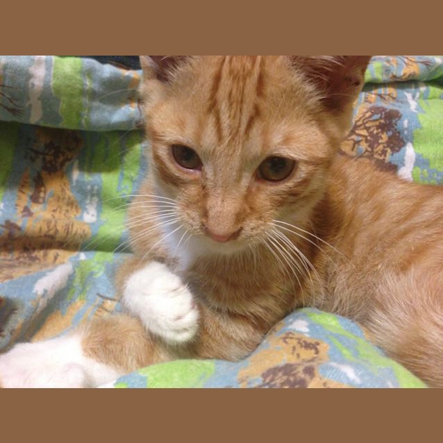 Photo of Puss In Boots