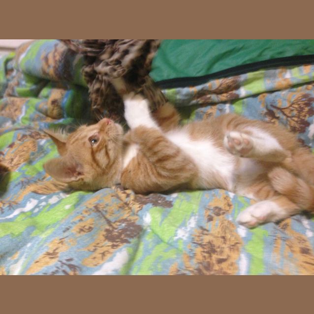 Photo of Puss In Boots