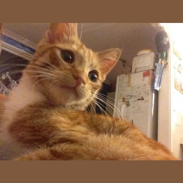 Photo of Puss In Boots