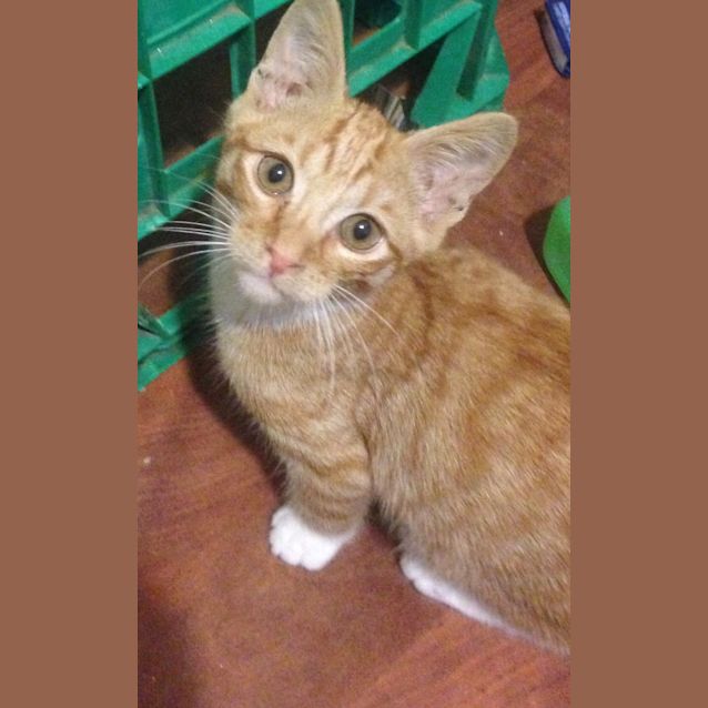 Photo of Puss In Boots