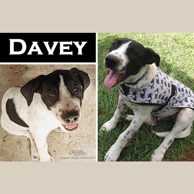 Photo of Davey