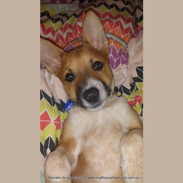 Photo of Puppy Tamsin (On Trial 27/5/14)