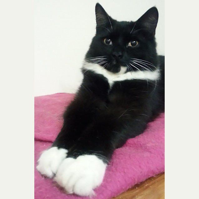 Photo of Disco & Dante