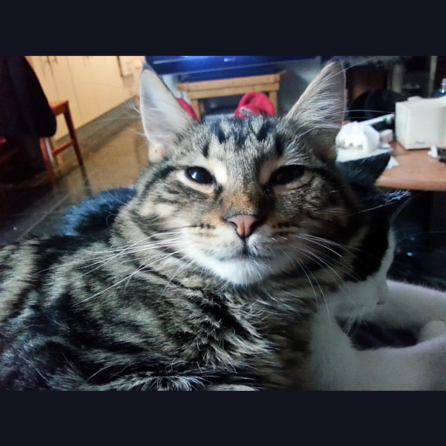 Photo of Perry (Kitteh)