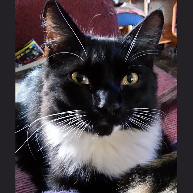 Photo of Disco & Dante