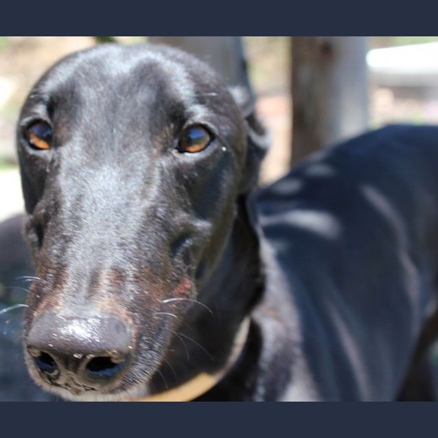 Photo of Buddy (On Trial)