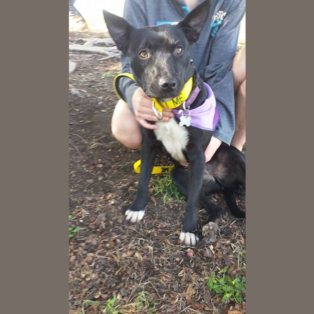 Photo of Pepper