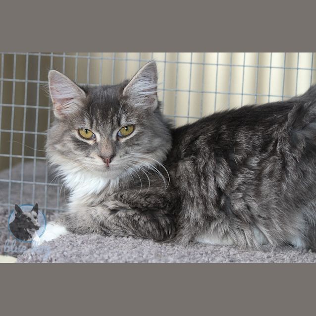 Photo of Lee Lee (C654)