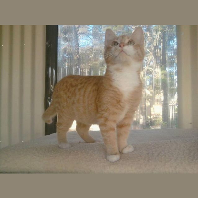 Photo of Scotti (C672)