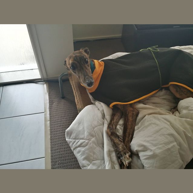 Photo of "Smart" (Aka "Smartie Pants"). Cat Friendly, G/C