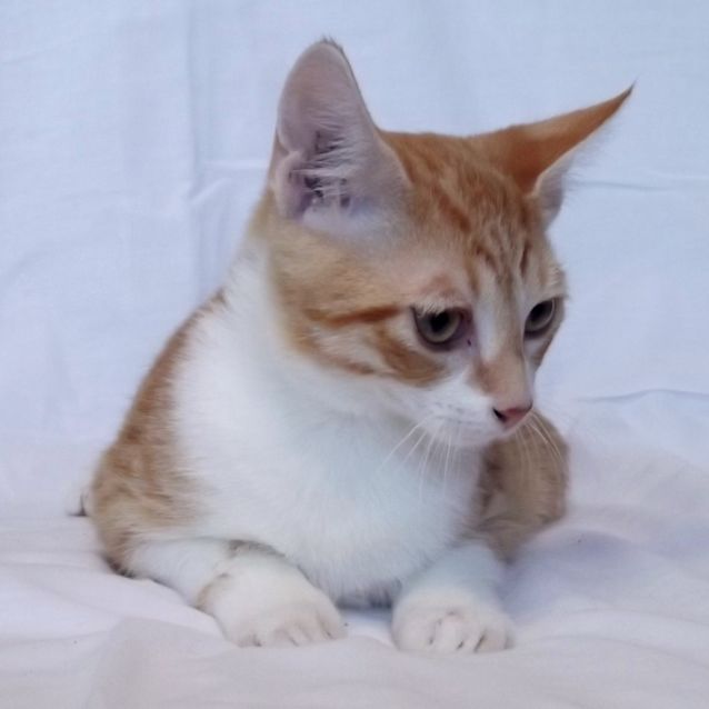Photo of Oliver