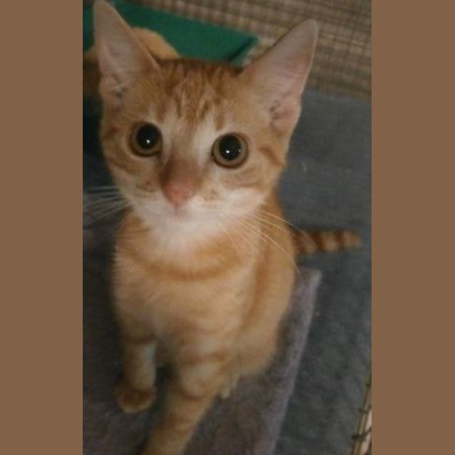 Photo of Ned