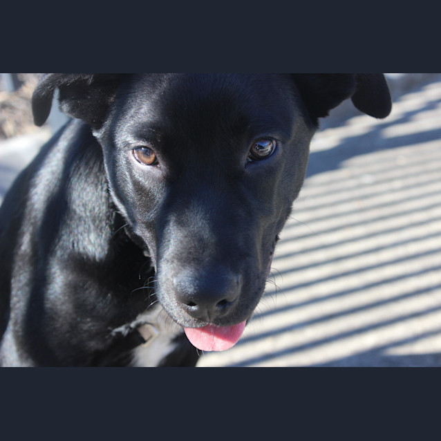Photo of Lucky