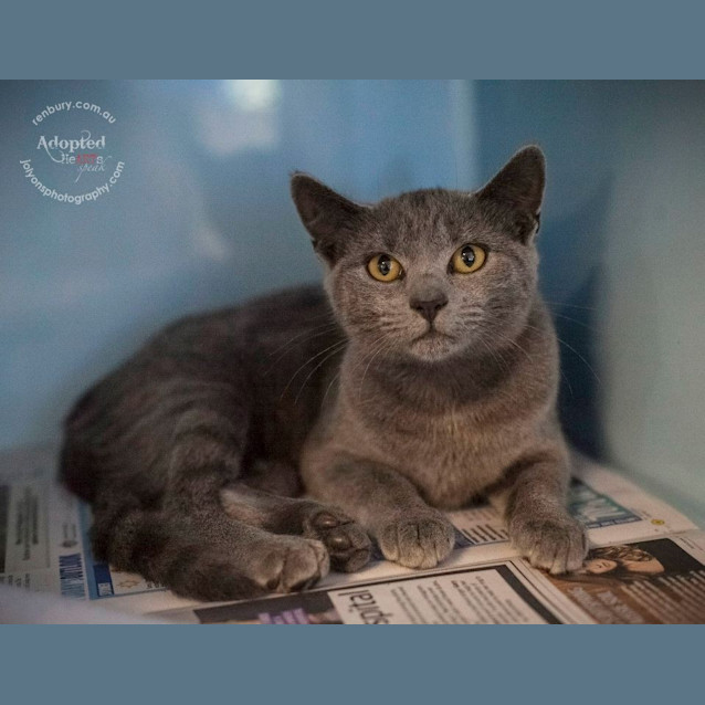 Photo of "Violet" Purrfect Match