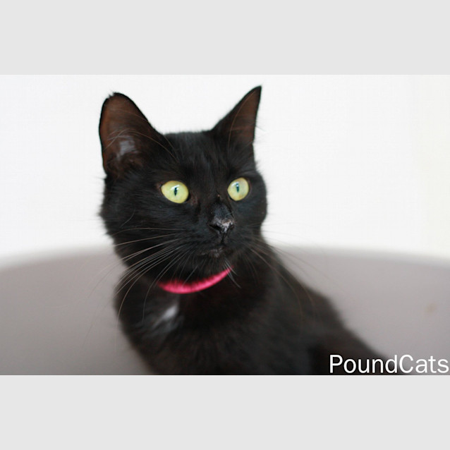 Photo of "Grace"   Purrfect Match