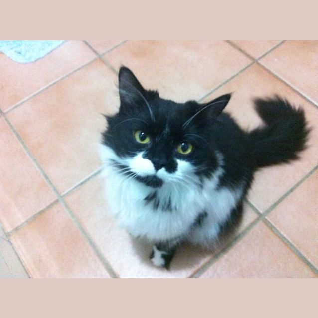 Photo of "Sansa"   Purrfect Match