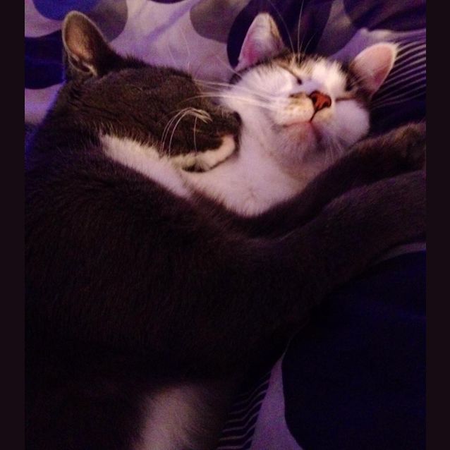 Photo of "Harmony" Purrfect Match
