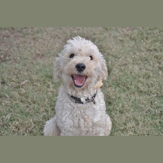 Photo of Puddles