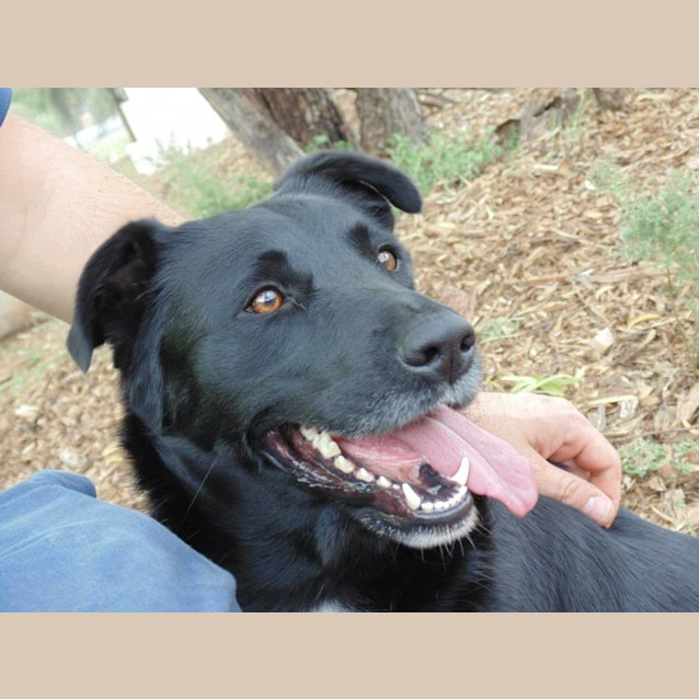 Photo of Mia Well Mannered Cuddly Social Paw