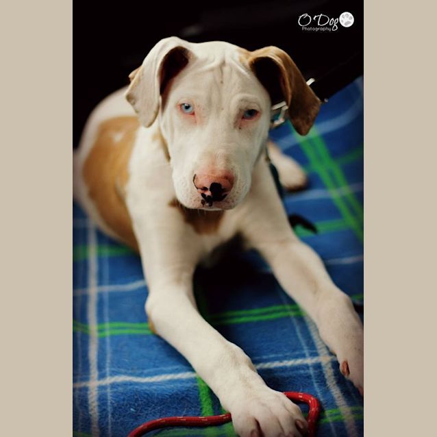 Photo of Bosco 
