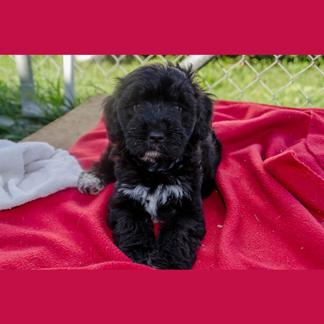 Photo of Oreo