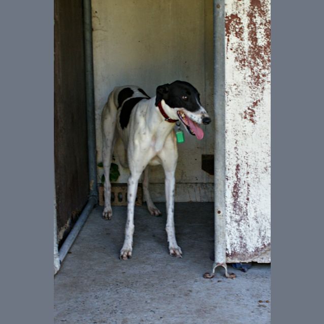 Photo of Willow (Cat Friendly) On Trial