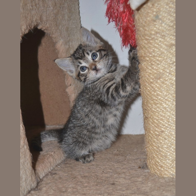 Photo of Maisey(nc294)