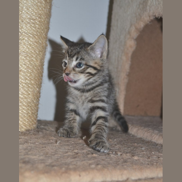 Photo of Maisey(nc294)
