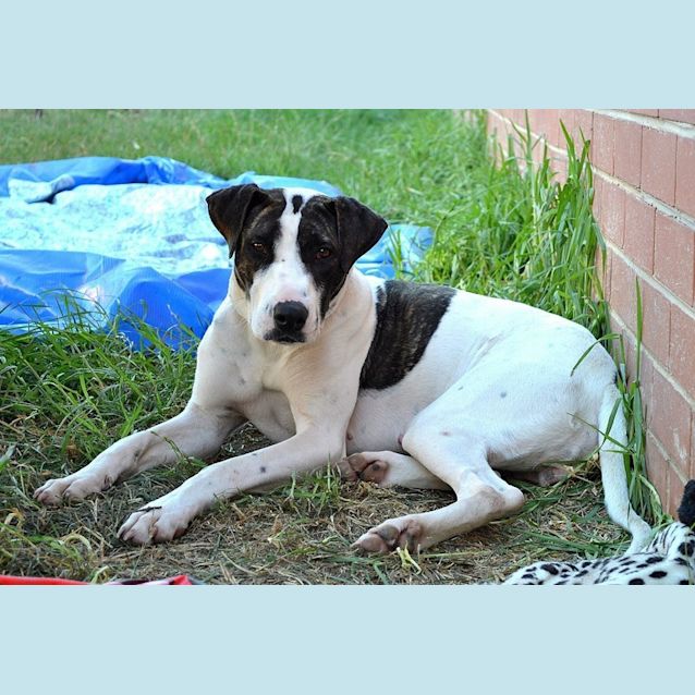 Photo of Gypsy Rose Lee Big Playful Pup