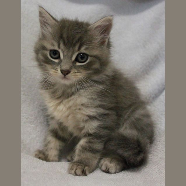 Photo of Smokey