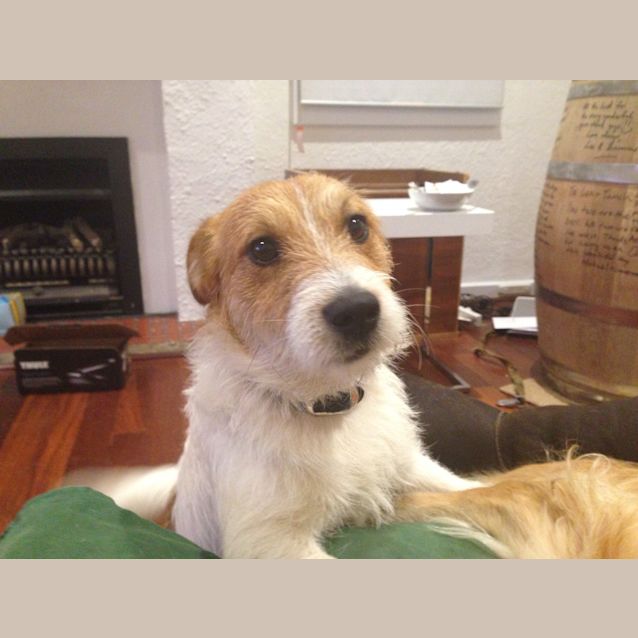 Photo of Scruffy