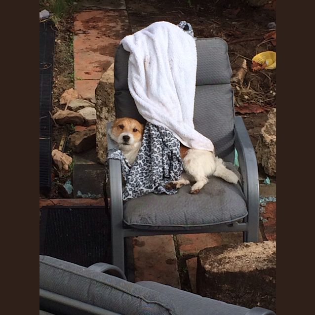 Photo of Scruffy