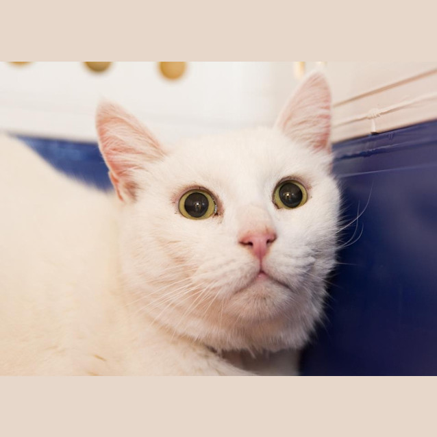 Photo of Tealc "Golden Oldie Special"