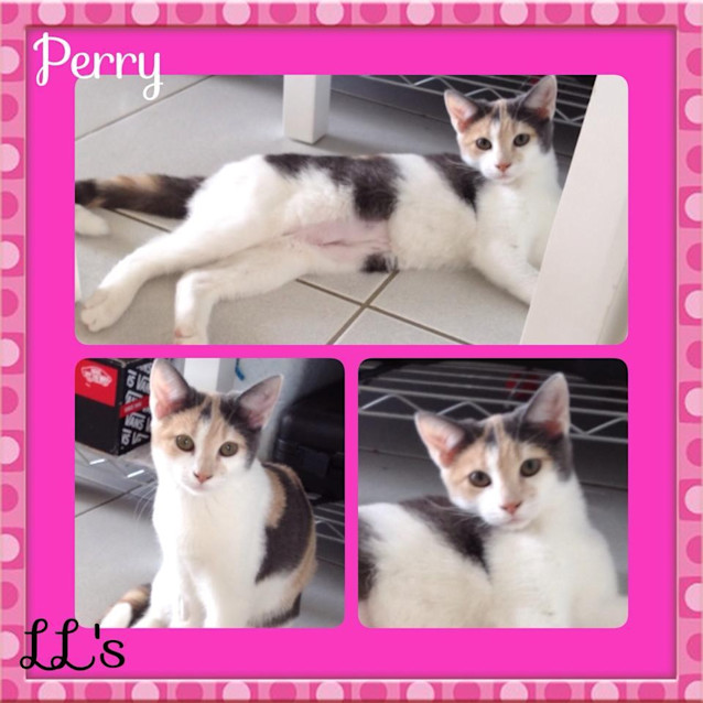 Photo of Perry 