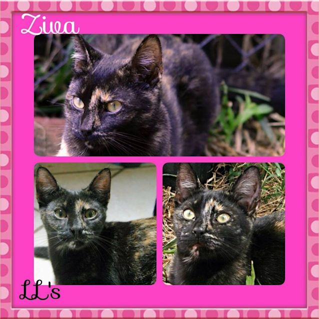 Photo of Ziva