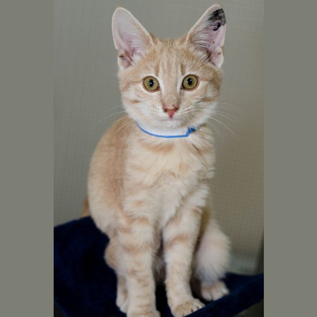Photo of Indie