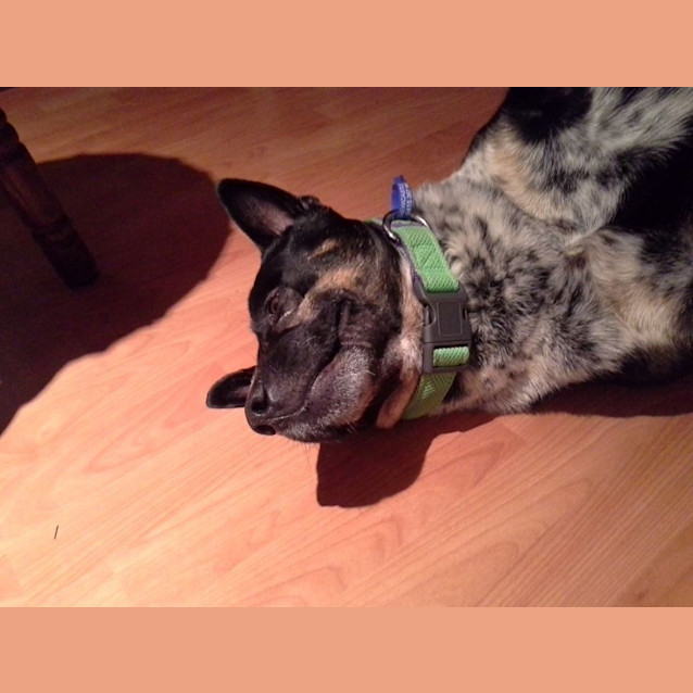 Photo of Casper (On Trial 6/10/14)~ Loves The Water, Fun