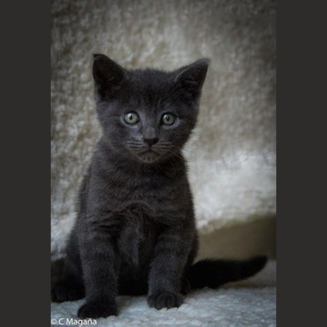 Photo of Dusty (Ec0034)