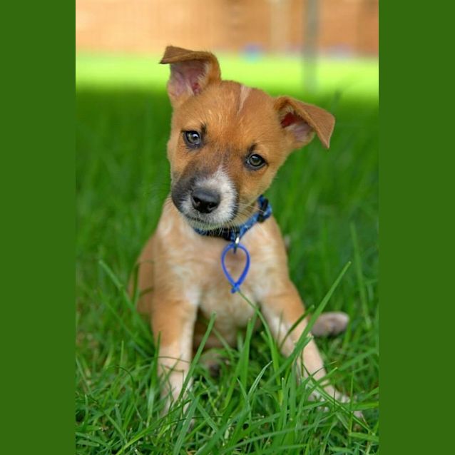 Photo of Puppy Tamsin (On Trial 27/5/14)
