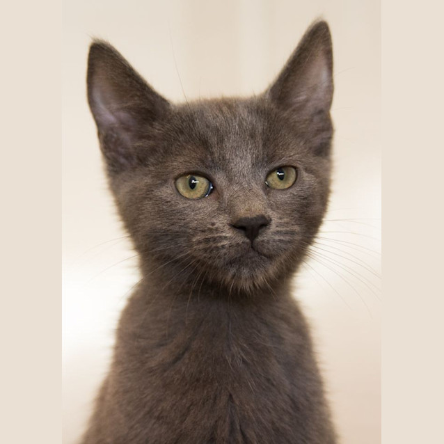 Photo of Thor