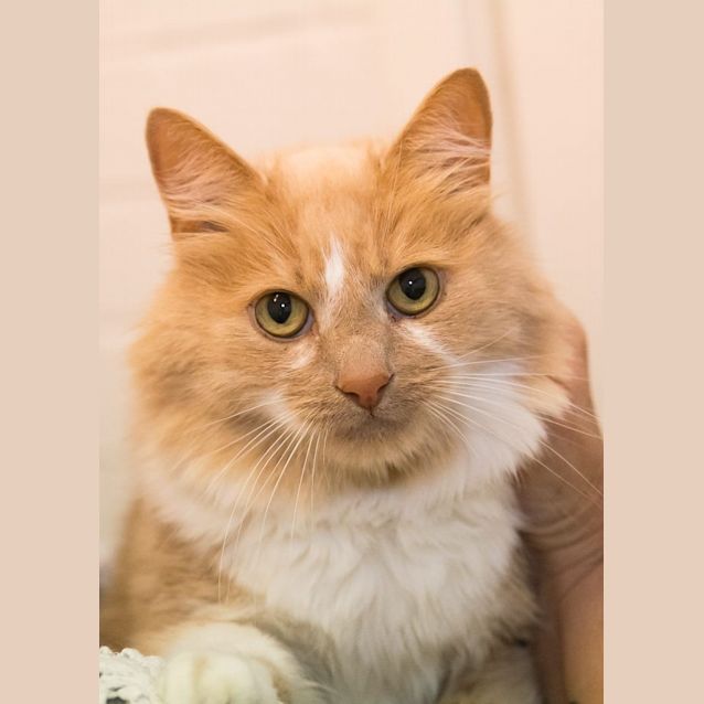 Photo of Jaffa