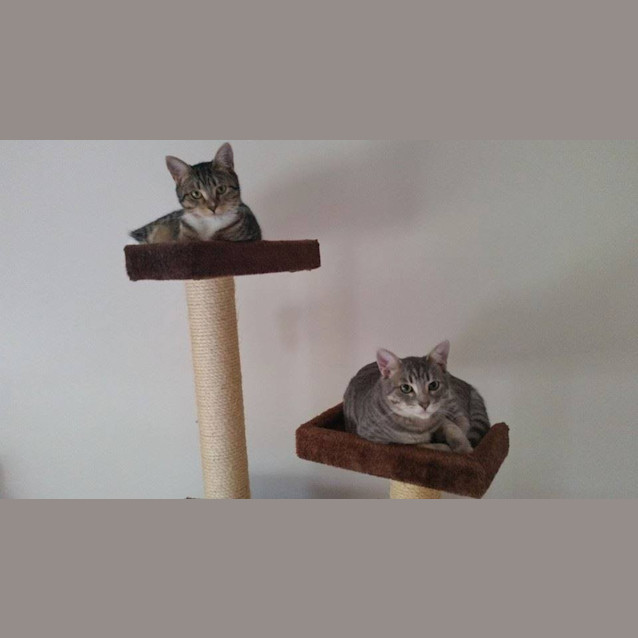 Photo of Tabby1 (And Silver Tabby)