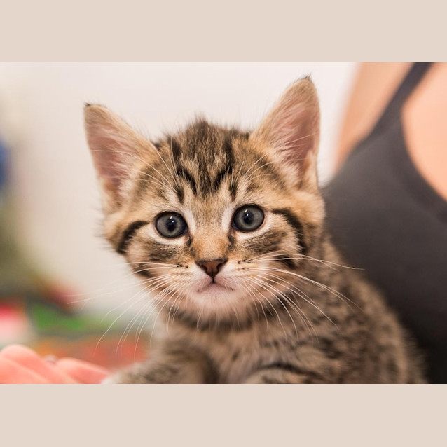Photo of Sir Pounce