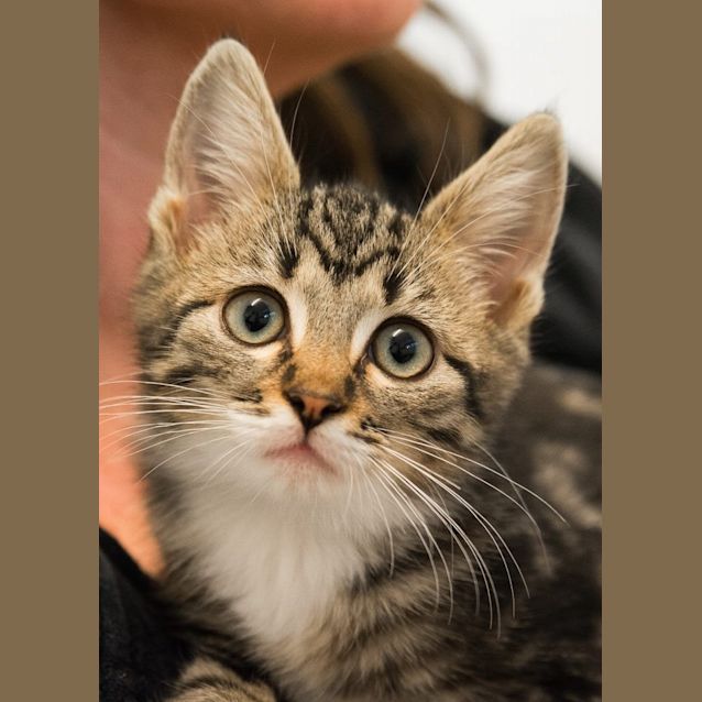 Photo of Tabby