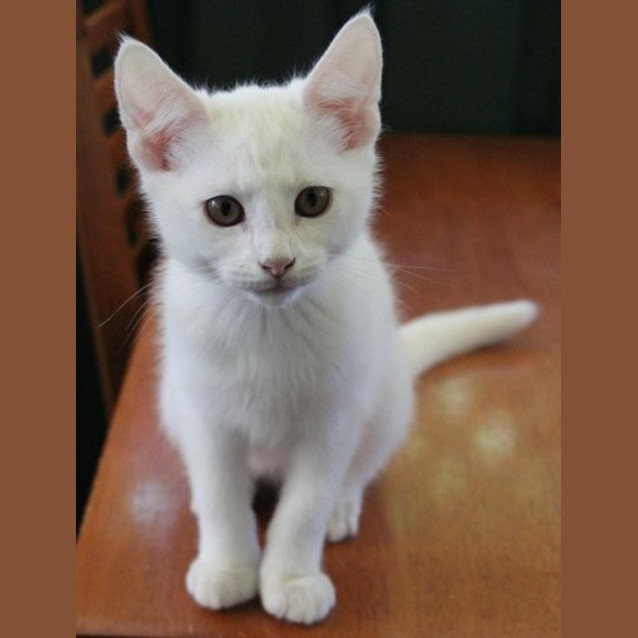 Photo of Yoda