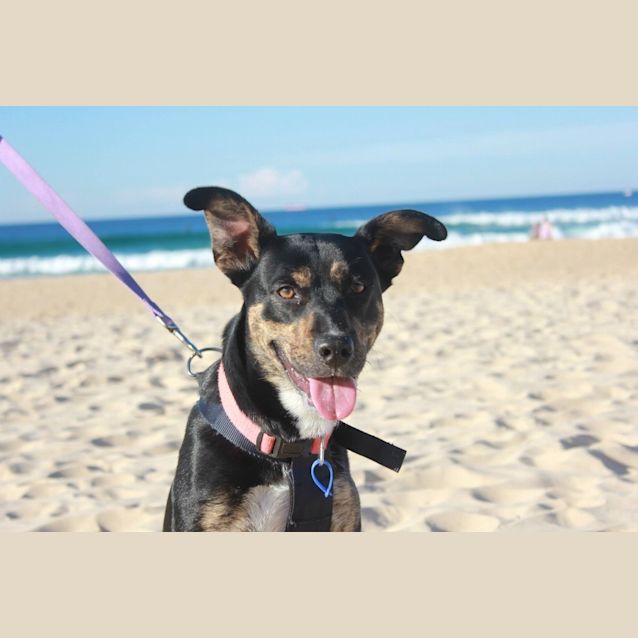 Photo of Ellie, 1yo Kelpie (To Be Adopted By Foster Carers)