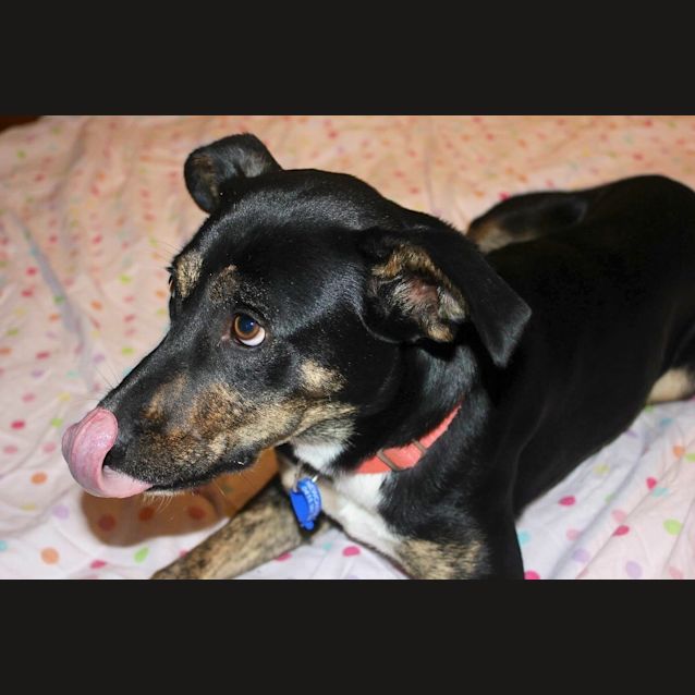 Photo of Ellie, 1yo Kelpie (To Be Adopted By Foster Carers)
