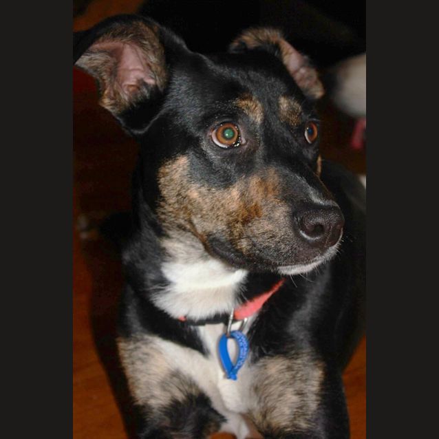 Photo of Ellie, 1yo Kelpie (To Be Adopted By Foster Carers)