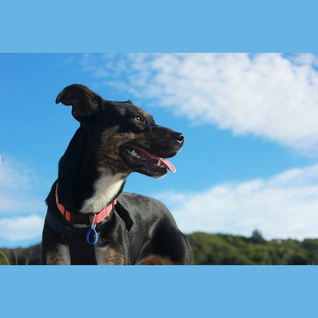 Photo of Ellie, 1yo Kelpie (To Be Adopted By Foster Carers)